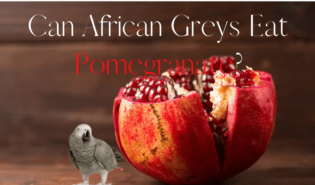 Featured image of an African grey by a pomegranate