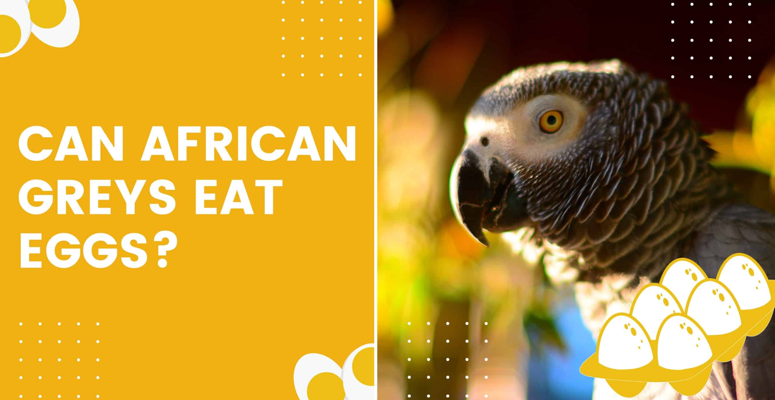 can-african-greys-eat-eggs-parrot-diet