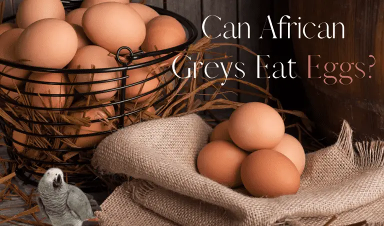 can-african-greys-eat-eggs-everything-you-should-know